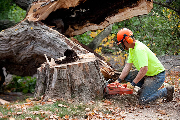 Best Tree Pruning Services  in USA